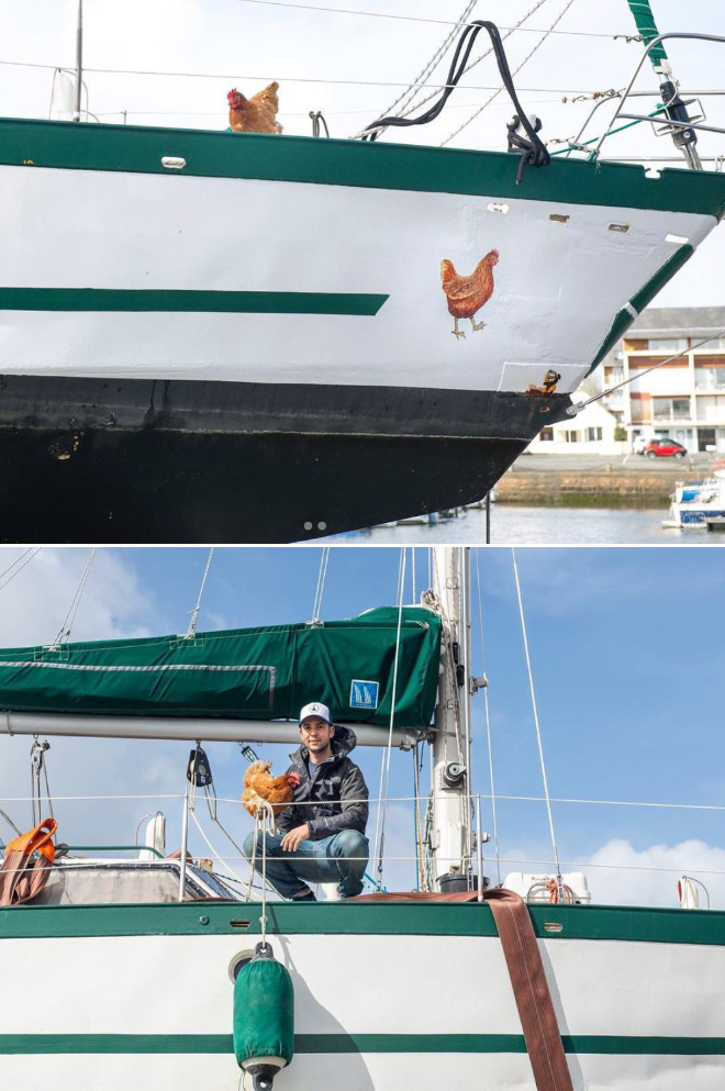 Sailing together with a pet chicken.