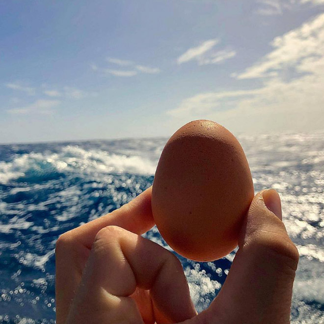 Sailing together with a pet chicken.