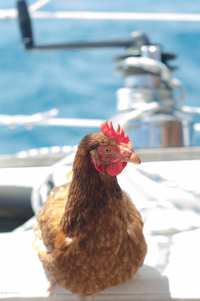 Sailing together with a pet chicken.