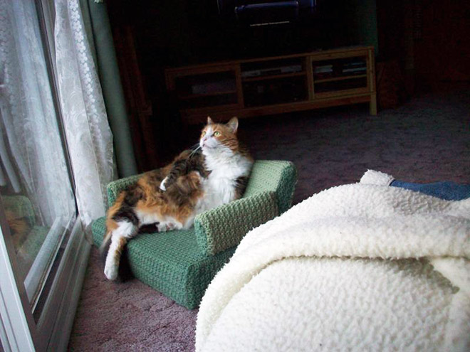 Crocheted kitty couch.