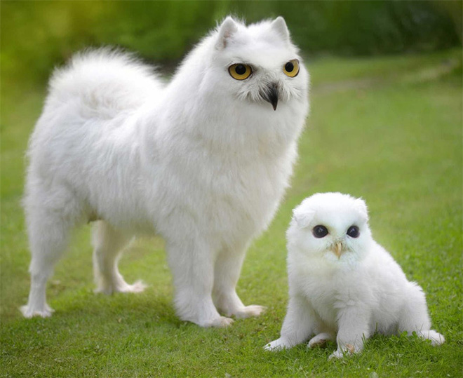 Owls + Dogs = Dowls.