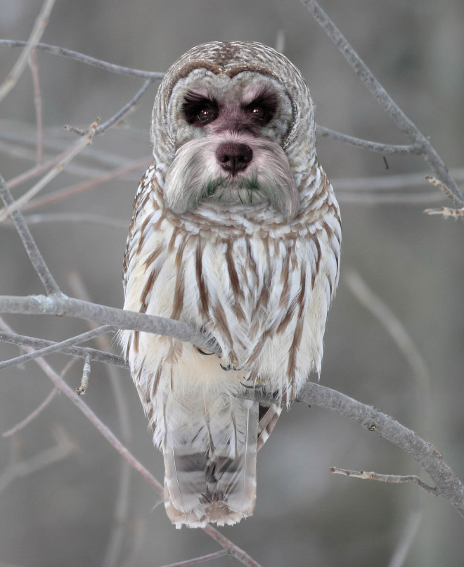 Owls + Dogs = Dowls.