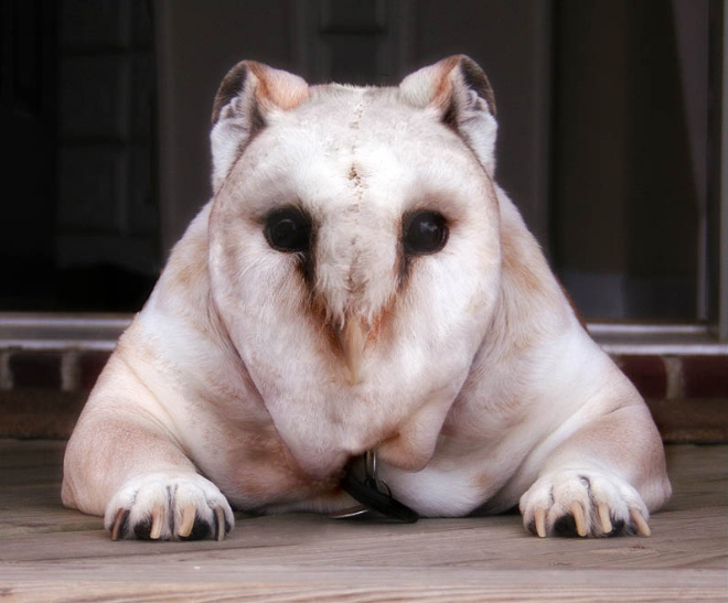 Owls + Dogs = Dowls.