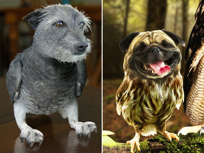 Owls + Dogs = Dowls.