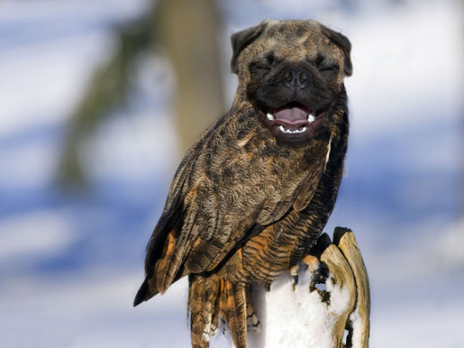 Owls + Dogs = Dowls.