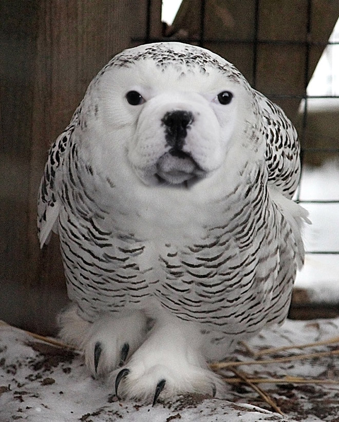 Owls + Dogs = Dowls.