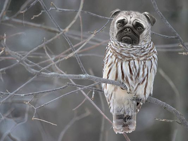 Owls + Dogs = Dowls.