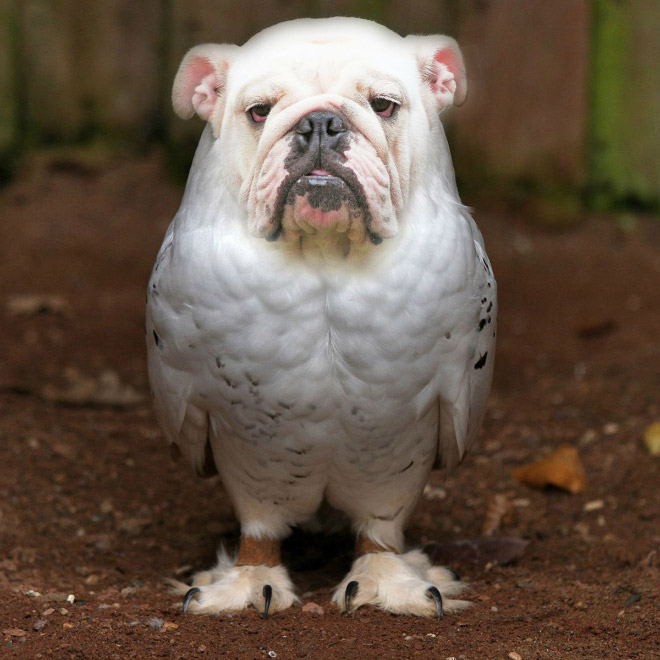 Owls + Dogs = Dowls.