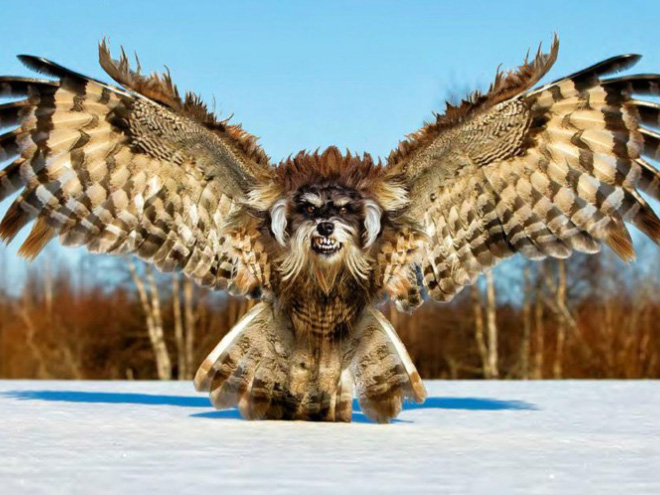 Owls + Dogs = Dowls.