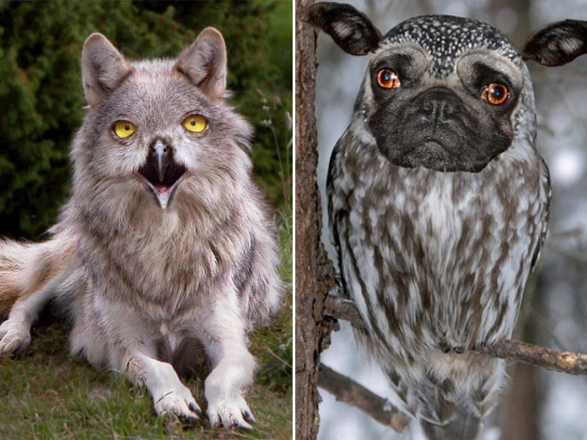 Owls + Dogs = Dowls.