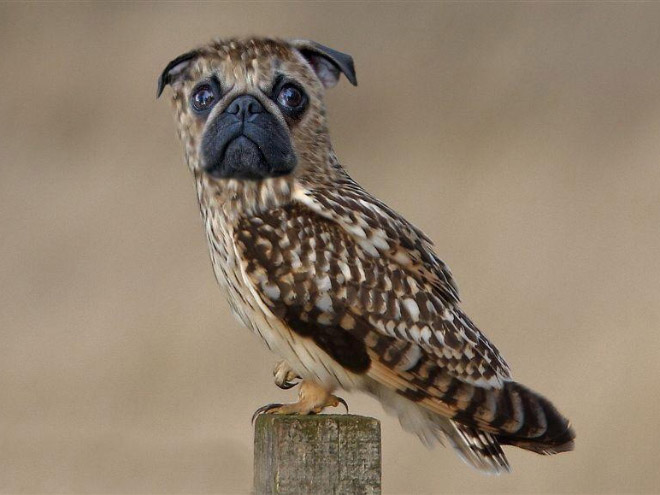 Owls + Dogs = Dowls.