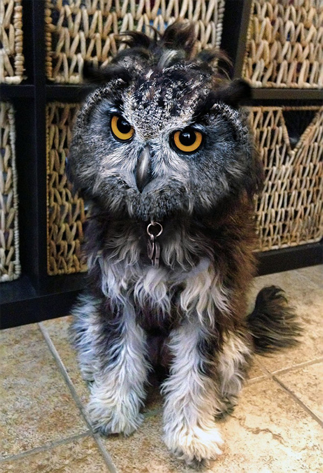 Owls + Dogs = Dowls.