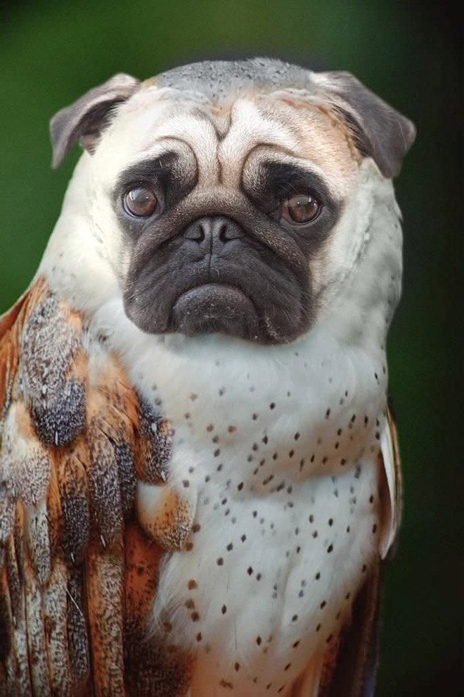 Owls + Dogs = Dowls.
