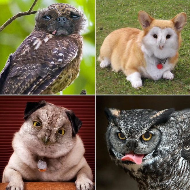 Owls + Dogs = Dowls.