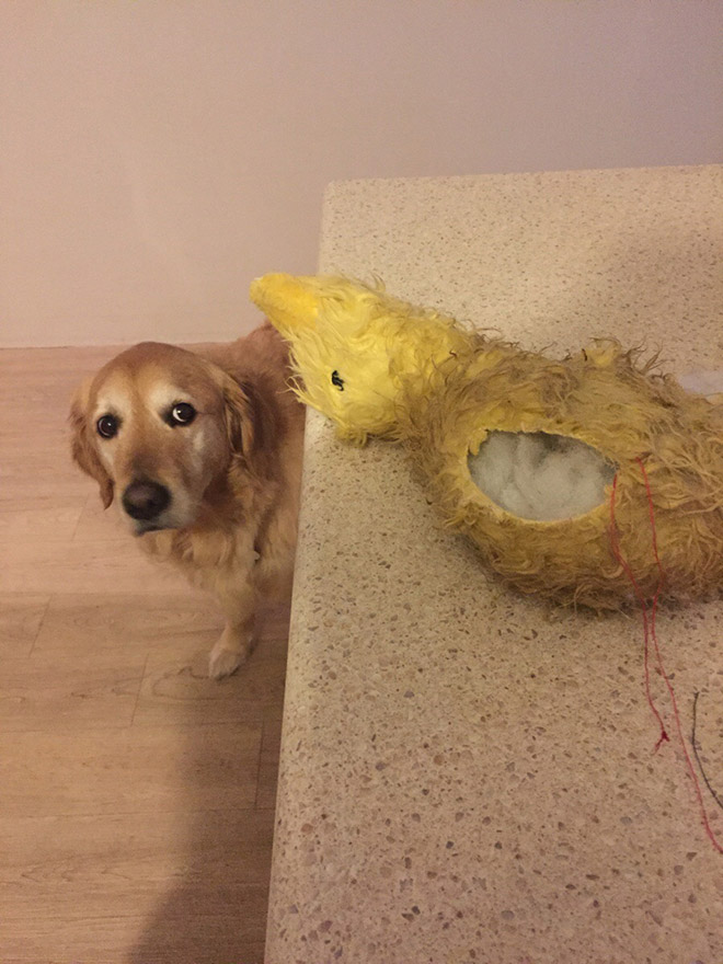 Pet toy surgery.