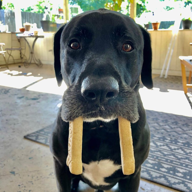 Meet the walrus dog!