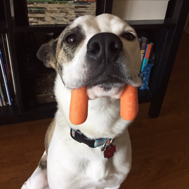 Meet the walrus dog!