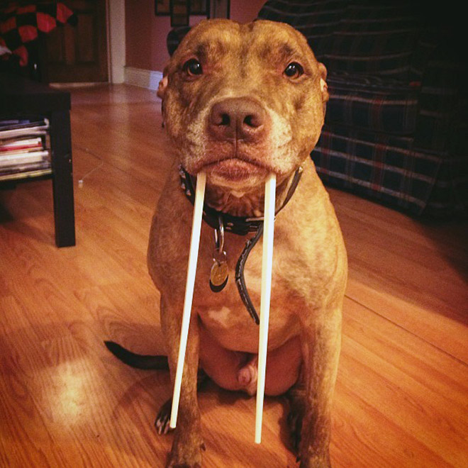 Meet the walrus dog!