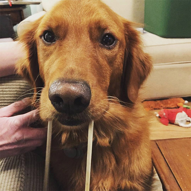 Meet the walrus dog!