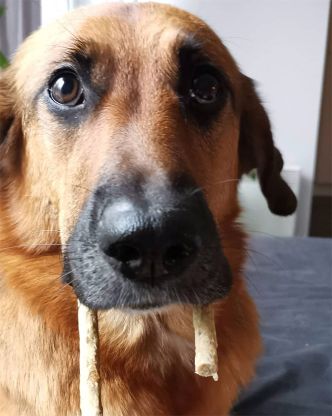 Meet the walrus dog!