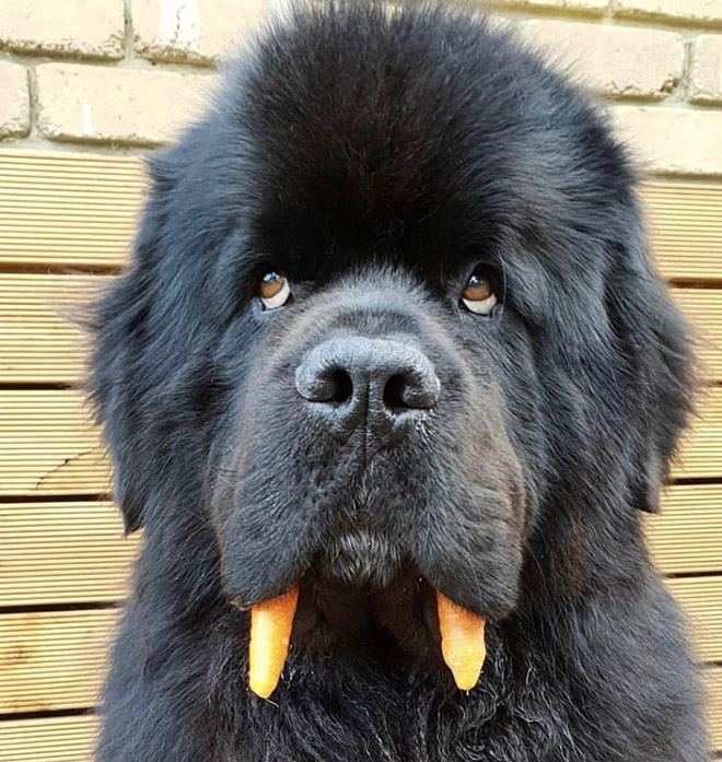 Meet the walrus dog!