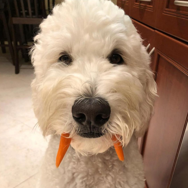 Meet the walrus dog!