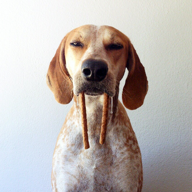 Meet the walrus dog!