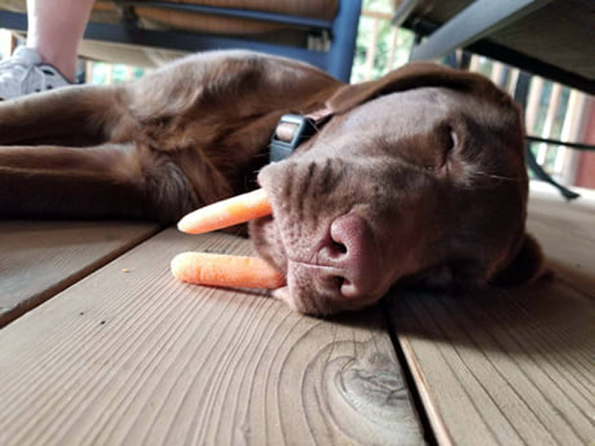 Meet the walrus dog!