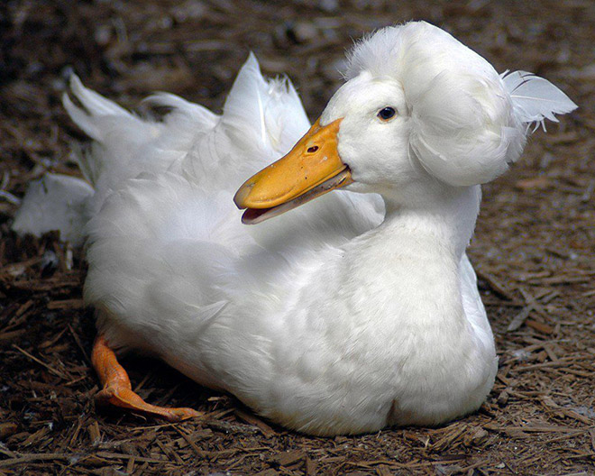 Epic duck hair is epic.