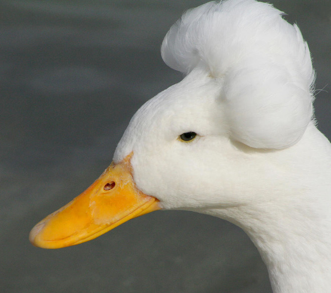 Epic duck hair is epic.