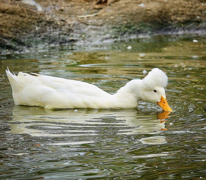 Epic duck hair is epic.