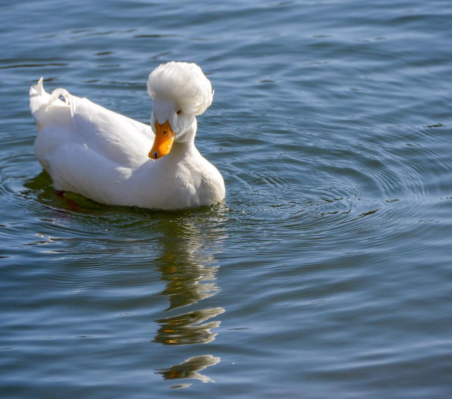 Epic duck hair is epic.