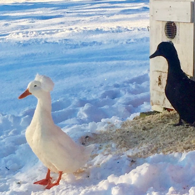 Epic duck hair is epic.