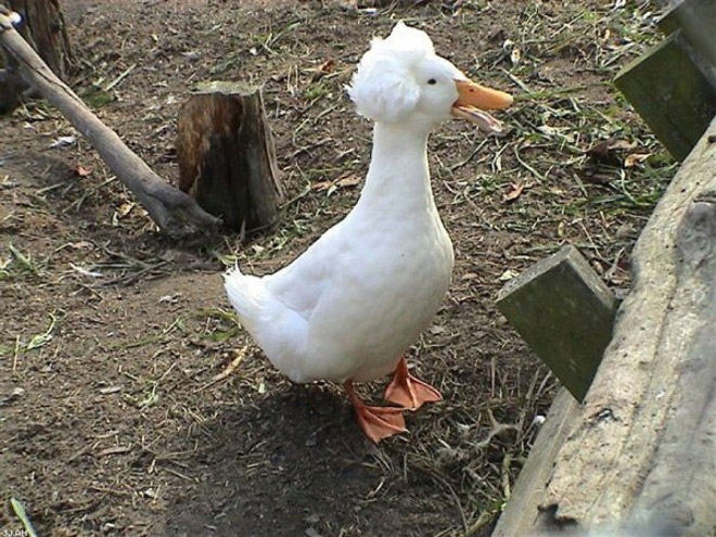 Epic duck hair is epic.