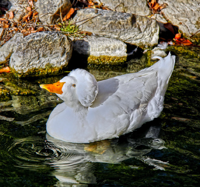 Epic duck hair is epic.