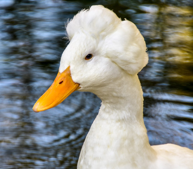 Epic duck hair is epic.