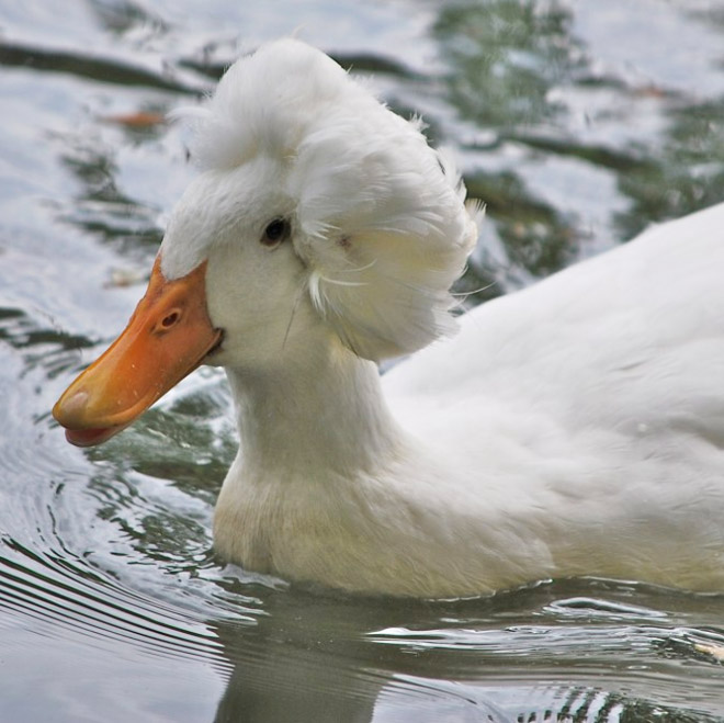 Epic duck hair is epic.