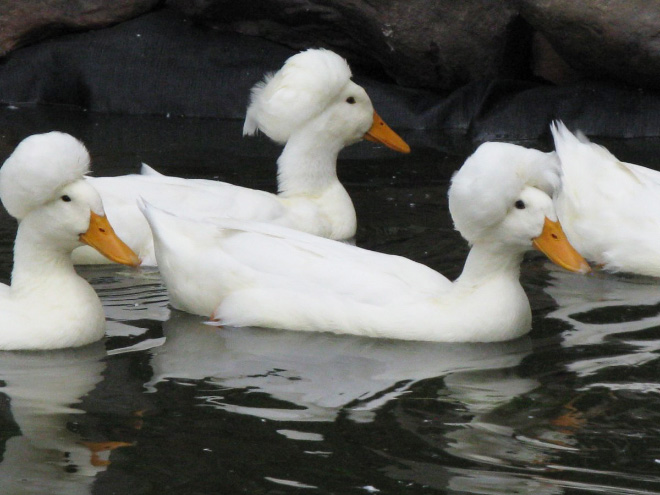 Epic duck hair is epic.