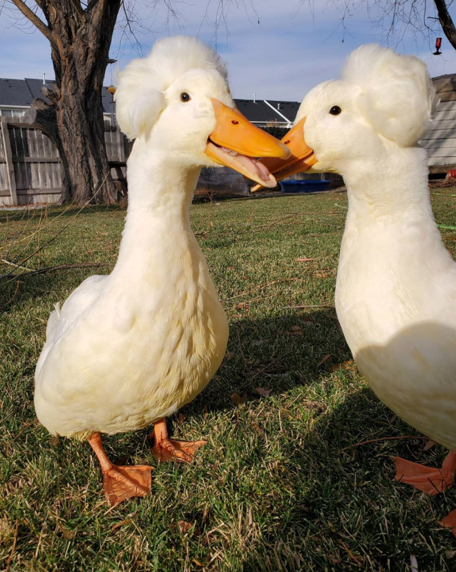 Epic duck hair is epic.