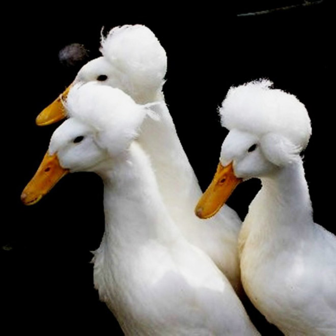 Epic duck hair is epic.