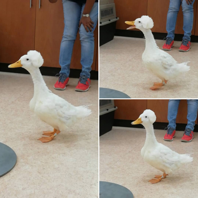 Epic duck hair is epic.