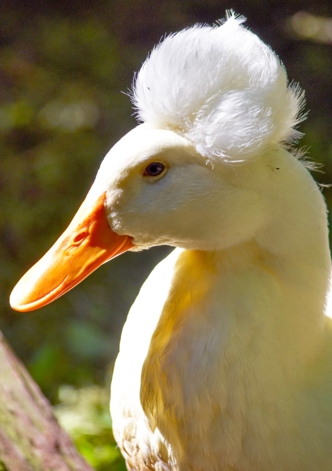 Epic duck hair is epic.