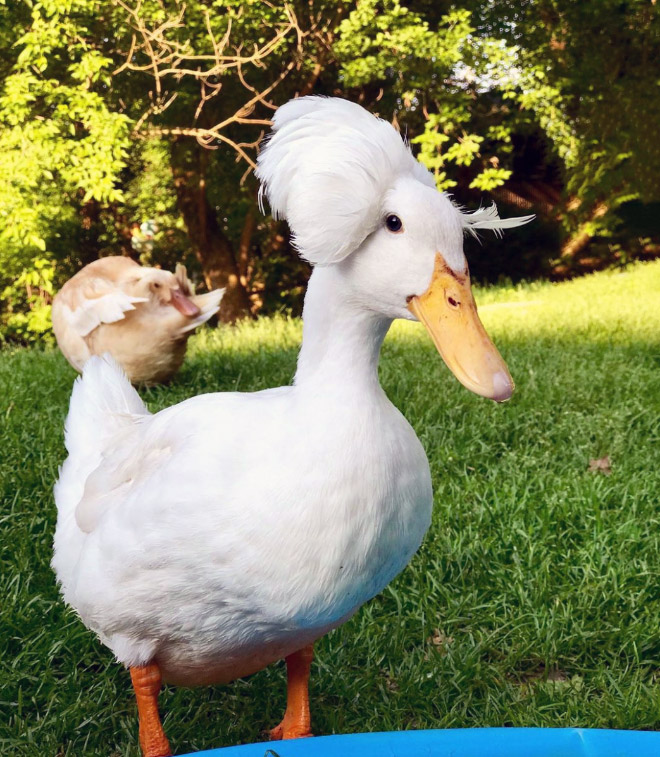 Epic duck hair is epic.