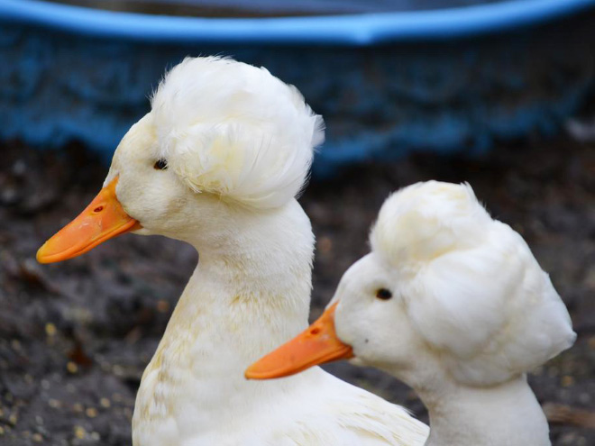 Epic duck hair is epic.