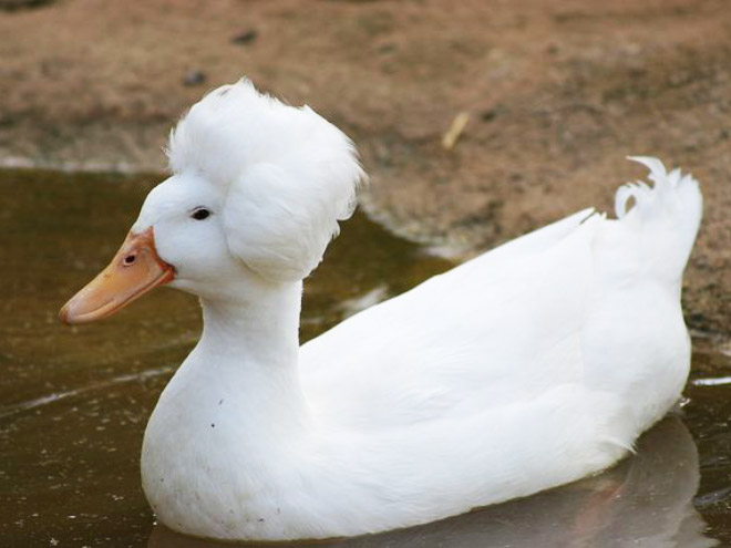 Epic duck hair is epic.