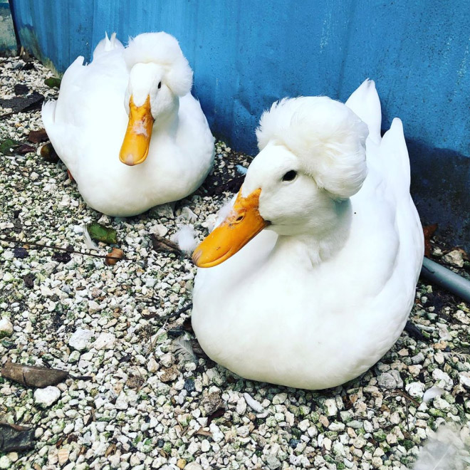 Epic duck hair is epic.