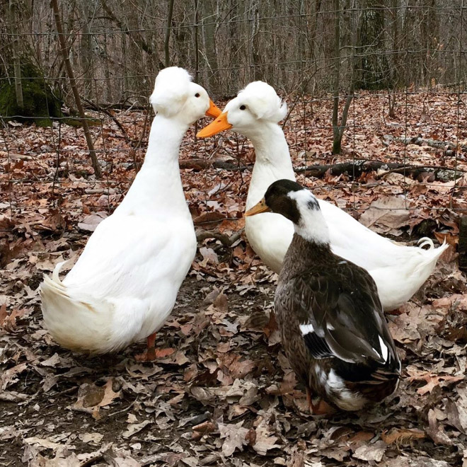 Epic duck hair is epic.