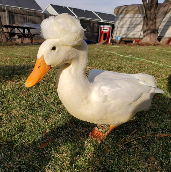 Epic duck hair is epic.