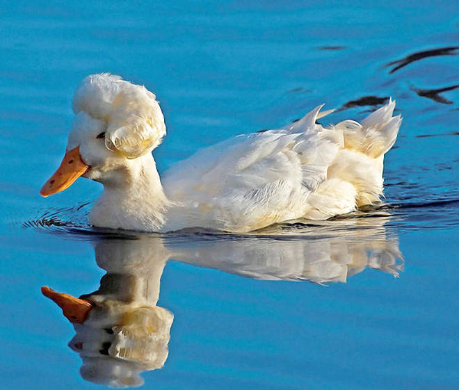 Epic duck hair is epic.