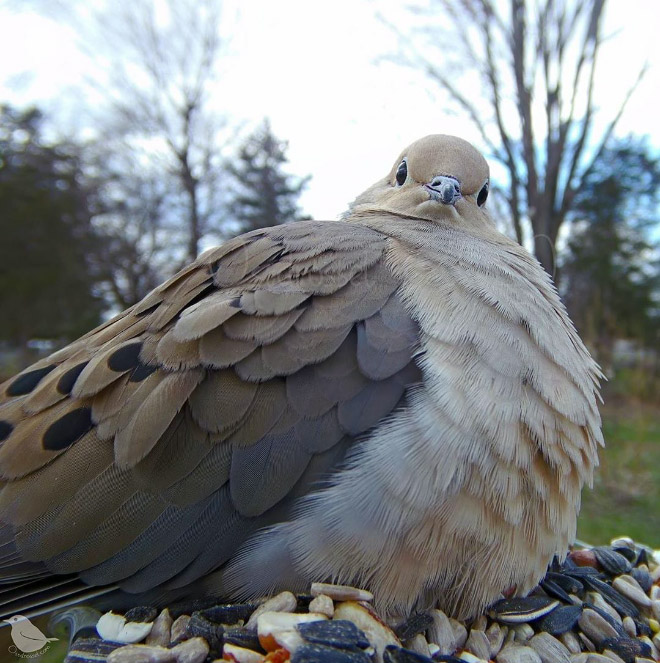 Hidden cam at the bird feeder. This is the result.